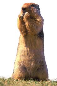 ralphie the gopher